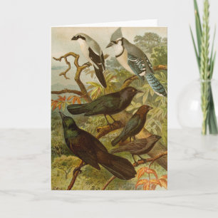 Tarjeta Aves de Norteamérica   Gustav Mü tzel
