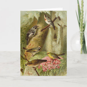 Tarjeta Aves de Norteamérica Gustav Mü tzel Card