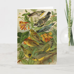 Tarjeta Aves de Norteamérica   Gustav Mü tzel Card