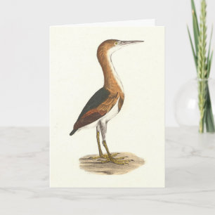 Tarjeta Aves de Nueva York al menos Bittern (Ixobrychus ex