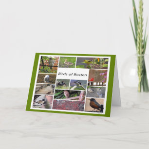 Tarjeta Aves del Collage de fotos de Boston