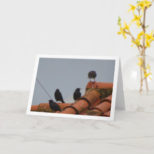 Tarjeta Aves mirando fijamente en la azotea