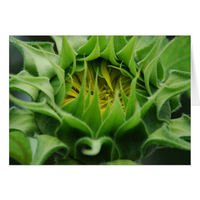 Tarjeta Awakens de girasol (Anverso (Horizontal))