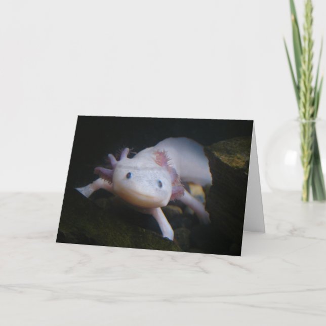 Tarjeta Axolotl mexicano (Anverso)