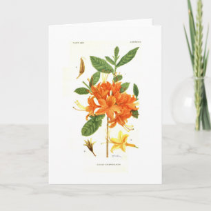 Tarjeta Azalea calendulacea por Mary E Eaton