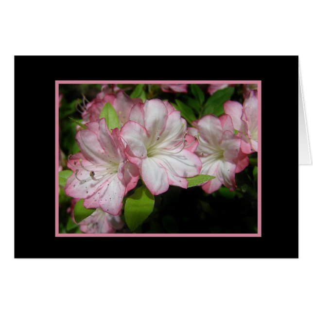 Tarjeta Azalea rosa y blanca (Anverso (Horizontal))