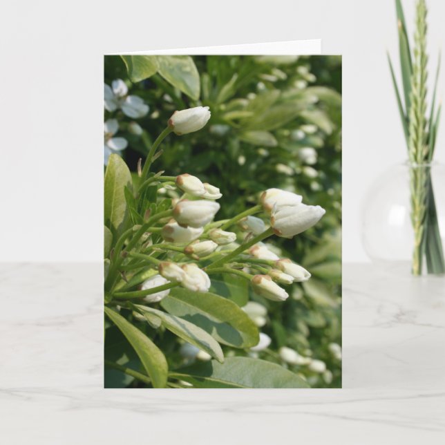 Tarjeta Aztec Pearl - Fotografía floral (Anverso)