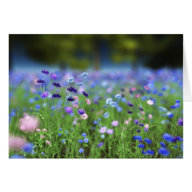 Tarjeta azul Cornflower (Anverso (Horizontal))