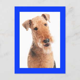 Tarjeta azul de Airedale Terrier Puppy Dog