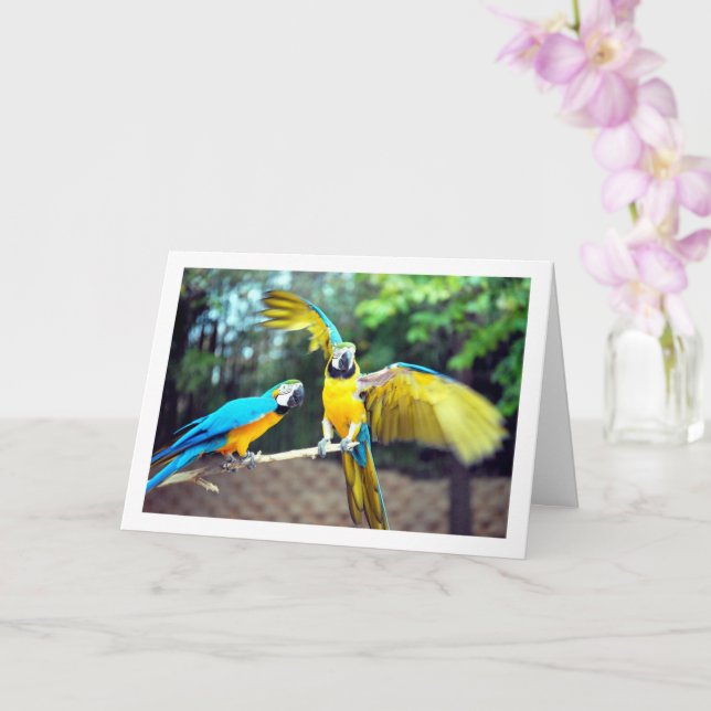 Tarjeta Azul y amarillo loros (Orquídea)