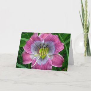 Tarjeta Azules de Dixie del Daylily '