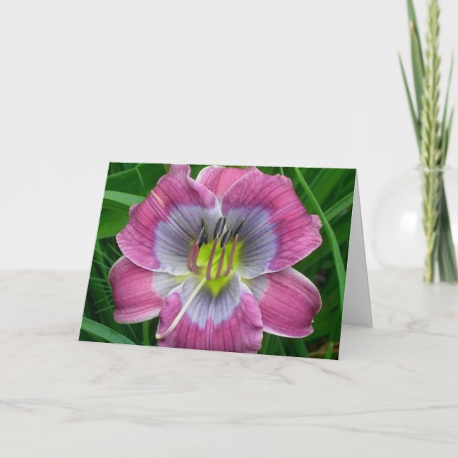 Tarjeta Azules de Dixie del Daylily ' (Anverso)
