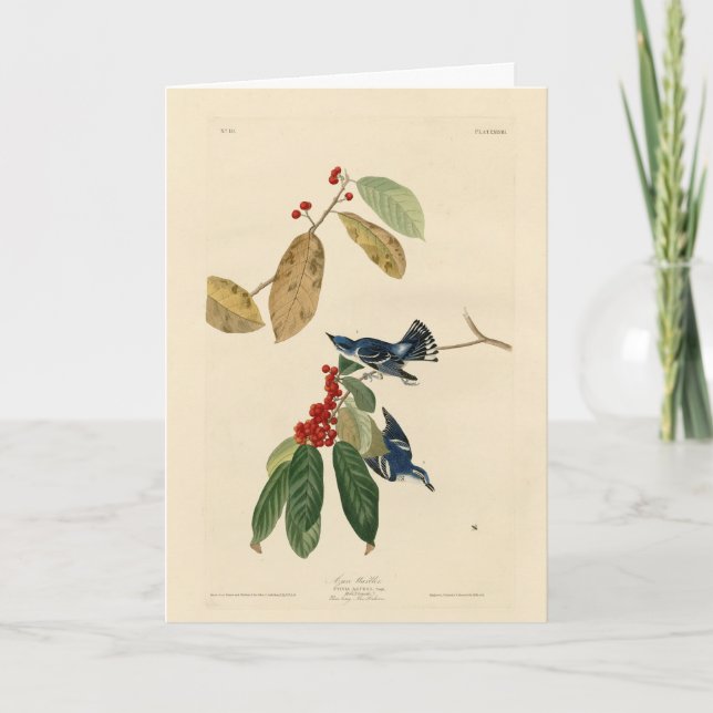 Tarjeta Azure (Cerulean) Warbler, Audubon Birds of America (Anverso)