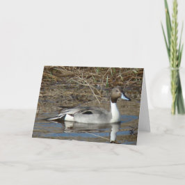 Tarjeta B5 Pintail Duck Drake