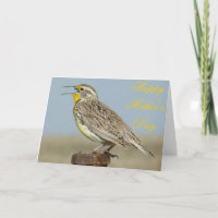 B6 Western Meadowlark