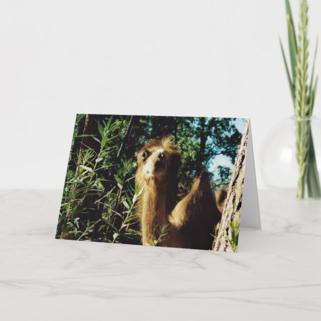 Tarjeta Baba pacífica (Anverso)