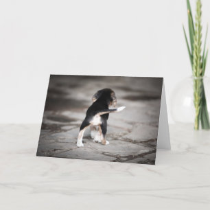 Tarjeta Baby Beagle Bottom