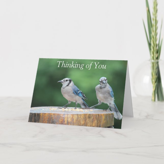 Tarjeta Baby Blue Jay (Anverso)