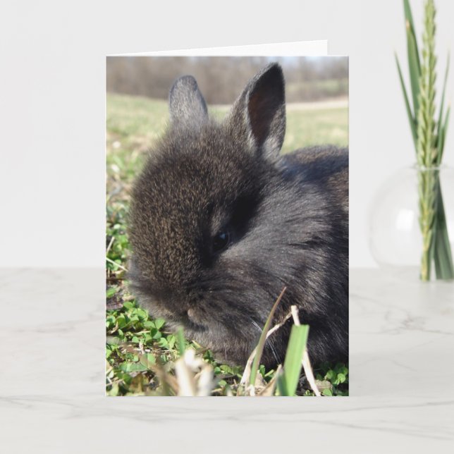 Tarjeta Baby Bunny (Anverso)
