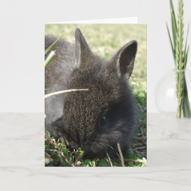 Tarjeta Baby Bunny (Anverso)
