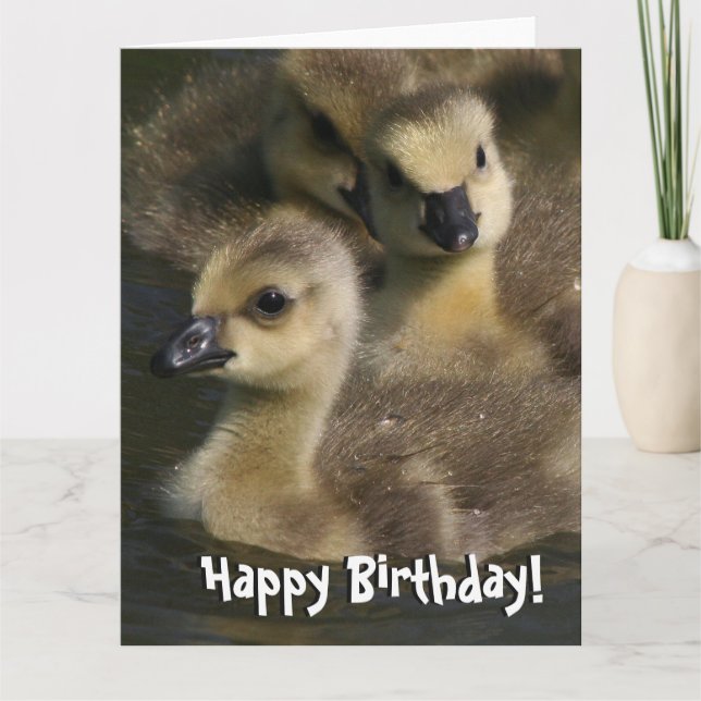 Tarjeta Baby Canada Geese Birds Birthday Greting Card (Anverso)