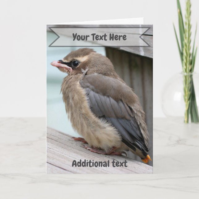 Tarjeta Baby Cedar Waxwing Bird Nature Photo  (Anverso)
