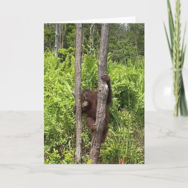 Tarjeta Baby Girl Rescate de Orangutan (Anverso)