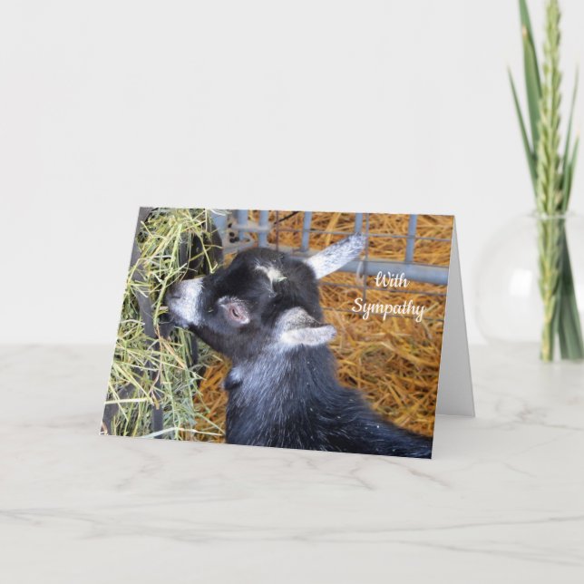 Tarjeta Baby Goat Hay Sympathy (Anverso)