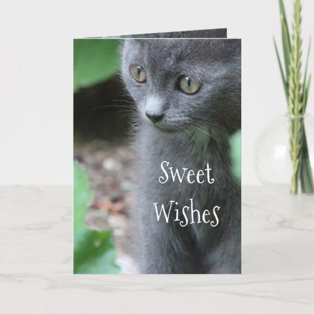 Tarjeta Baby Gray Kitten (Anverso)
