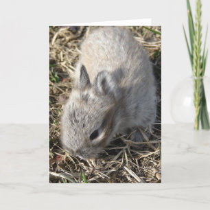Tarjeta Baby Lionhead Bunny