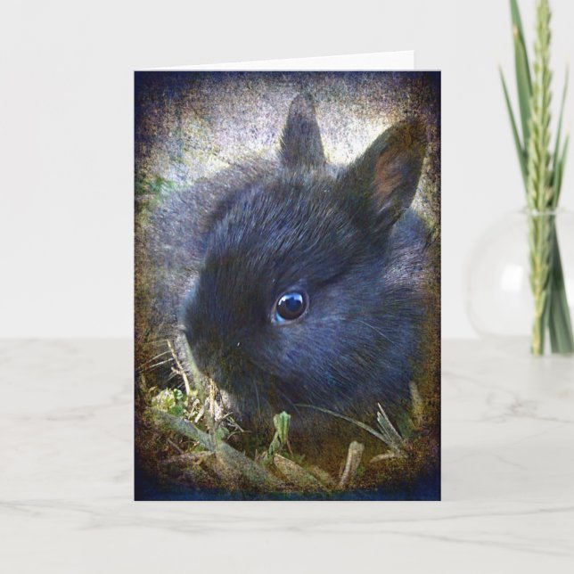 Tarjeta Baby Lionhead Bunny en todas las ocasiones (Anverso)