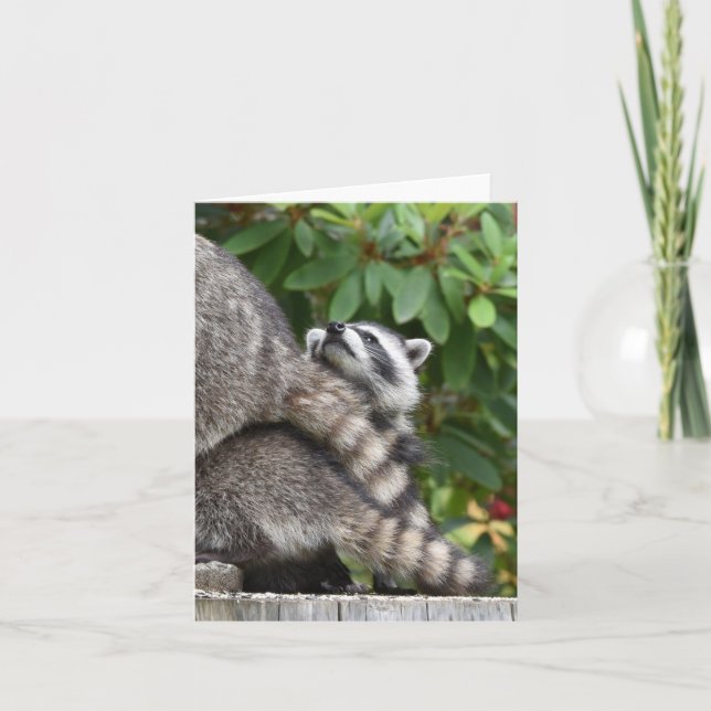 Tarjeta Baby Raccoon (Anverso)