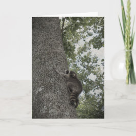 Tarjeta Baby Raccoon