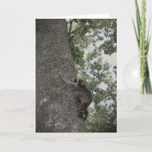 Tarjeta Baby Raccoon