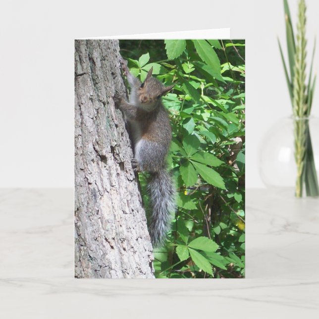 Tarjeta "Baby Squirrel" (Anverso)