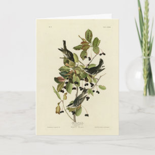 Tarjeta Balcón negro de los pájaros de América de Audubon