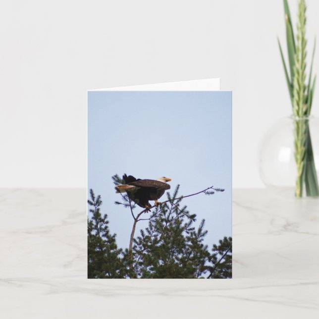 Tarjeta Bald Eagle (Anverso)
