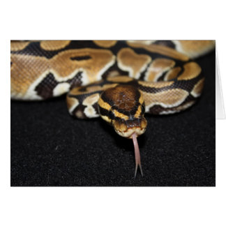Tarjeta Ball Python