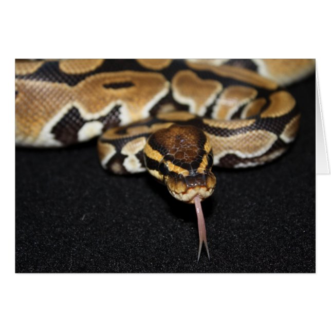 Tarjeta Ball Python (Anverso (Horizontal))
