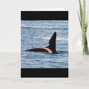 Tarjeta Ballena Asesina John Coe Personalizable Orca de la