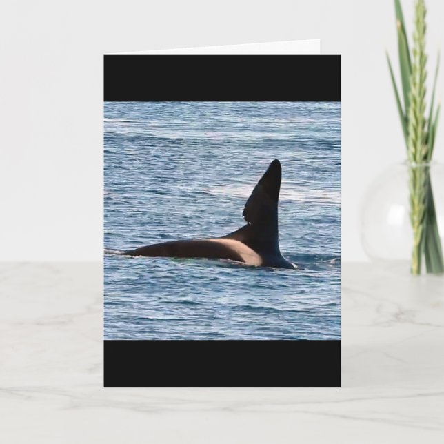 Tarjeta Ballena Asesina John Coe Personalizable Orca de la (Anverso)