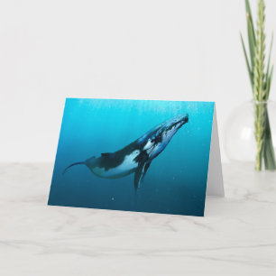 Tarjeta Ballena jorobada