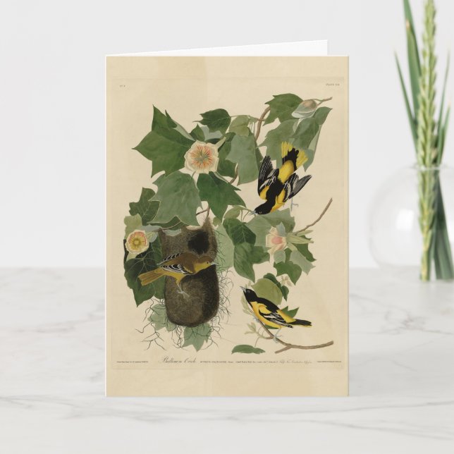 Tarjeta Baltimore Oriole - de Aves de América de Audubon (Anverso)
