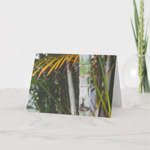 Tarjeta Bamboo of Mexico