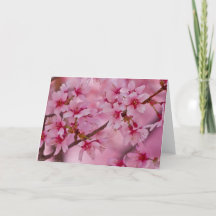 Bañado en flores de cerezo japonesas rosadas