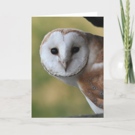 Tarjeta Barn owl Scotland