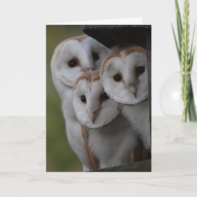 Tarjeta Barn owls scotland card (Anverso)
