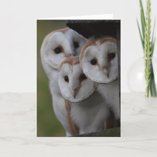 Tarjeta Barn owls scotland card