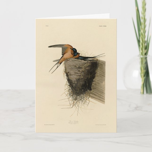 Tarjeta Barn se traga de los pájaros estadounidenses de Au (Anverso)