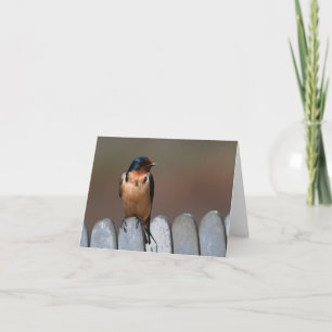 Tarjeta Barn Swallow Greeting Card